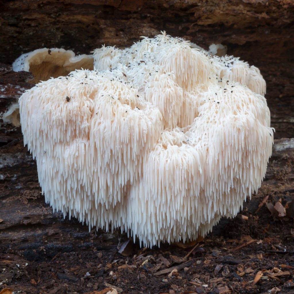 Medicinska goba resasti bradovec (Hericium) v naravi